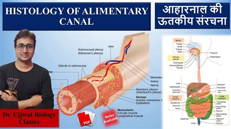 Histology Of Alimentary Canal Explanation In Hindi