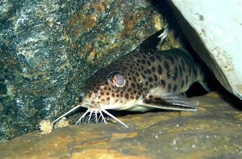 Im juli versuchten fischer das erste mal, den. Kuckuckswels (Synodontis multipunctatus) - Mikes Hobby Blog