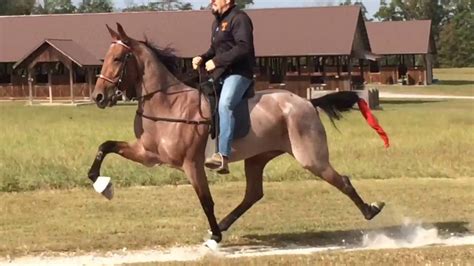 Standardbred Horse