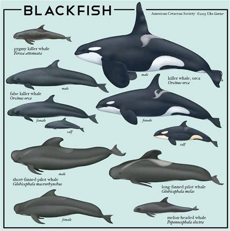 Blackfish Is A Name That Was Given To Killer Whales By Native Americans
