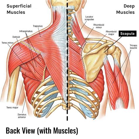 Anatomy Of Ribs And Muscles Scapula Shoulder Blade An