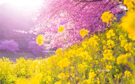 【あなたのパソコン・スマホに絶景を】桜のzekkei壁紙をプレゼント！｜zekkei Japan