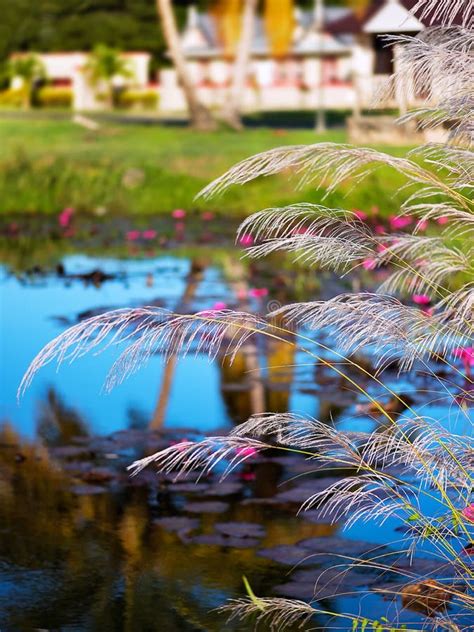 White Feather Pampas Grass Plumes Relaxing Pond Tobago Nature Stock