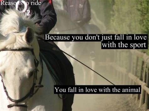 Horse Jumping Quotes Meme Image 19 Quotesbae