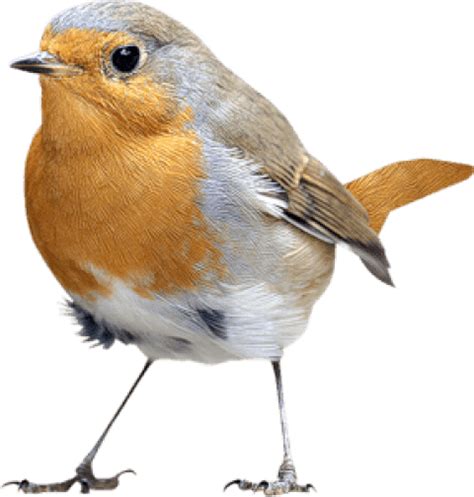 Robin Bird Png Png Image Collection