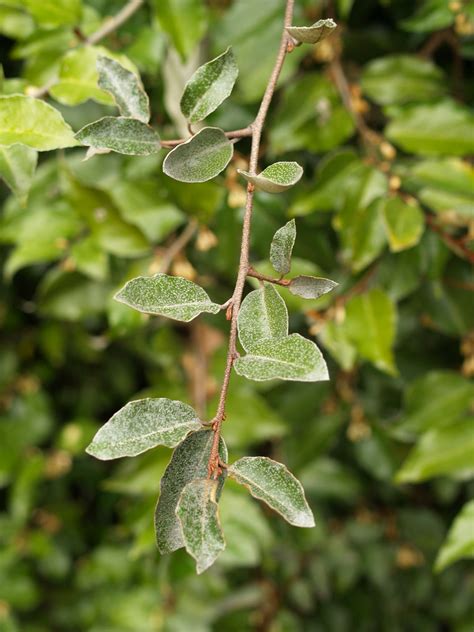 Thorny Olive Invasive Exotic Plants Of North Carolina