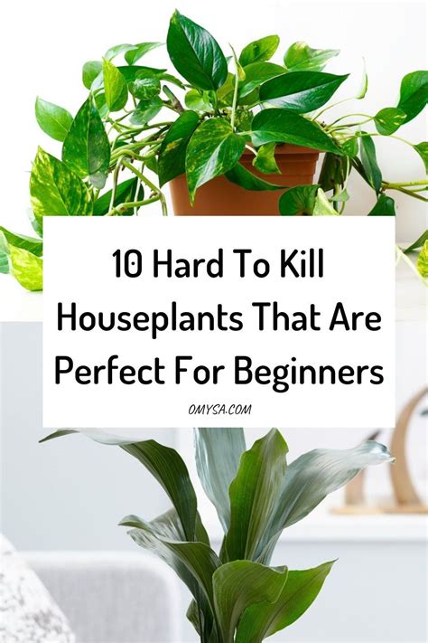 10 Hard To Kill Houseplants We Promise Houseplants Easy House