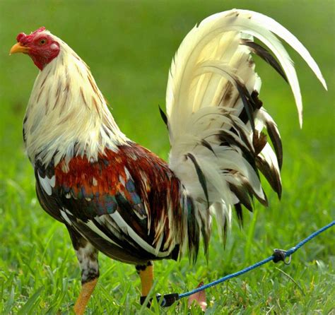 Ver más ideas sobre razas de pollos, aves de corral, gallinas y gallos. Pin on Game fowl