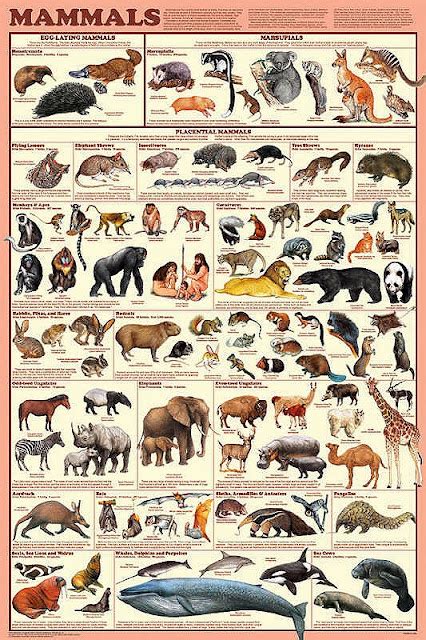 Types Of Mammals What Is A Mammal And What Do All Mammals Have In