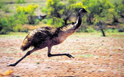 Read on to find out who won the emu war of 1932. Bergheim Follies: The Great Emu War