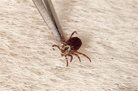 How To Avoid Ticks And The Diseases They Carry Laptrinhx News