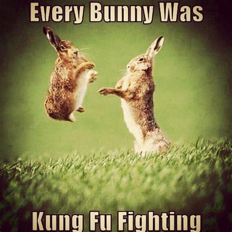 Every Bunny Was Kung Fu Fighting Grappige Dierenhumor Dieren Grapjes