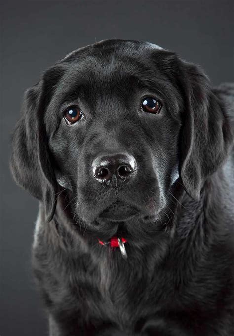 We are located in the inland empire of california near orange county, los angeles county, san diego county, ventura county, santa barbara county and kern county. Black Lab - A Complete Guide to the Black Labrador Retriever