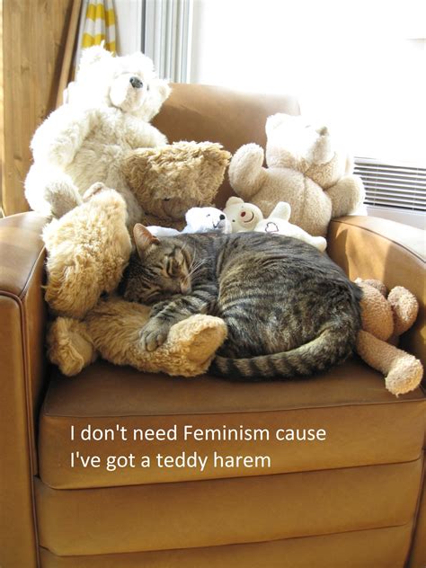 Confused Cats Against Feminism — Confused Cats Against Feminism Is A Project Of We