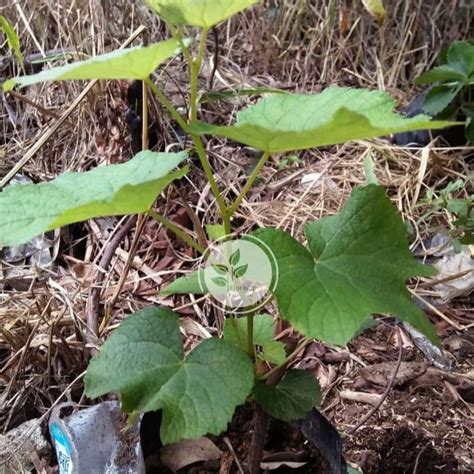 Ribuan pohon anggur terbentang sejauh mata memandang. Bibit Tanaman Anggur Hijau Bibit Pohon Anggur Hijau Pohon ...
