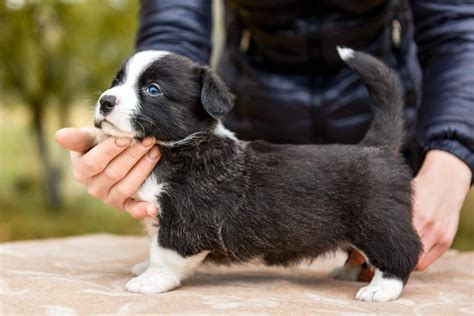 Cachorros Del Valle Criadero Profesional Con Multitud De Razas De