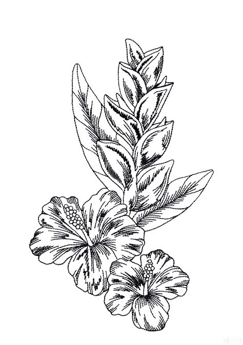 40 Most Popular Sketch Tropical Flowers Drawing The Japingape