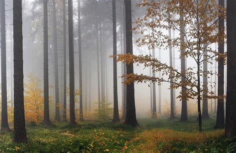 Misty Forest Wallpapers Wallpaper Cave