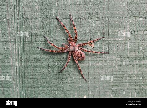 A Large Wolf Spider In Pennsylvania Stock Photo Alamy