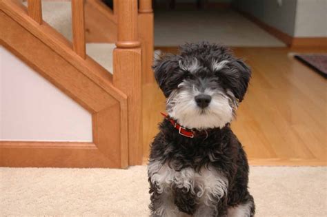 This Mini Schnoodle Is Not As Cute As My Sweet Rocco But Has The Same