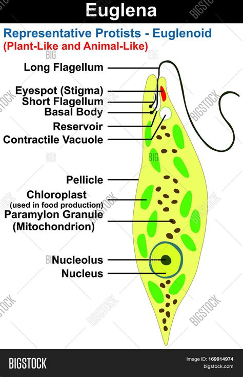 Euglena Cross Section Diagram Representative Protists Euglenoid Plant