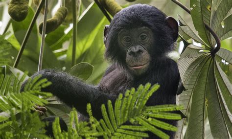Bonobo Species Wwf