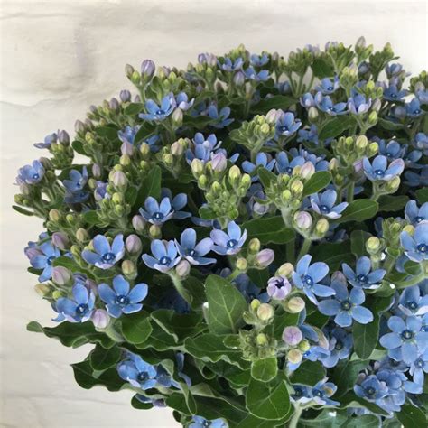 Oxypetalum Coeruleum Pale Blue Tweedia Blue Flowers Plant