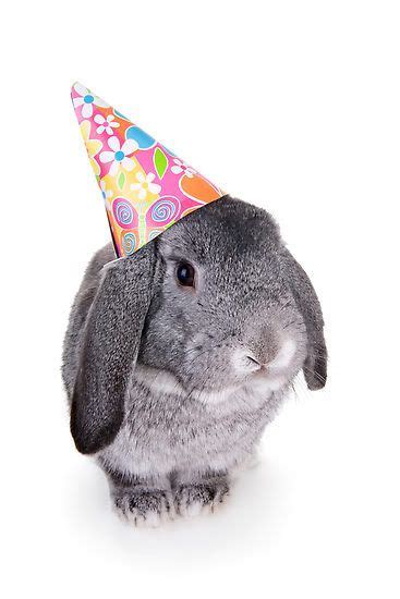 Birthday Bunny Hase Geburtstag Geburtstag Meme Lustig Geburtstagstiere