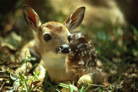 Free Images Nature Cute Wildlife Wild Portrait Young Mammal