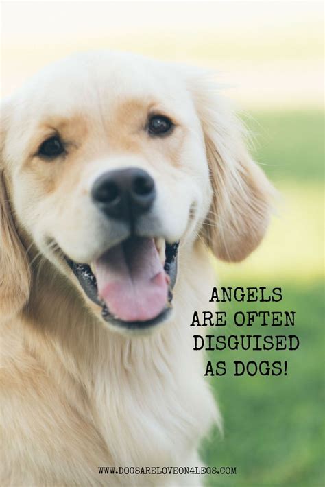 Quotes About Dogs Being Angels Aden