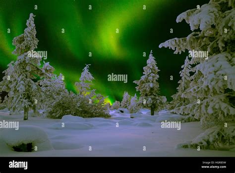 Northern Lights Aurora Borealis Over Snow Covered Forest Nightskape