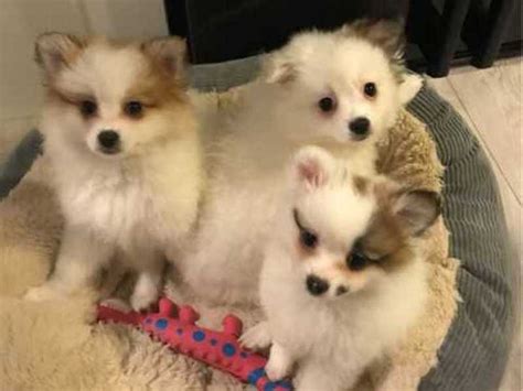 Super Adorable Pomeranian Puppies For Sale Adoption From Pahang