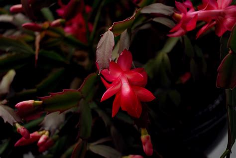 Fotos Gratis Hoja Flor Pétalo Rojo Botánica Flora Arbusto
