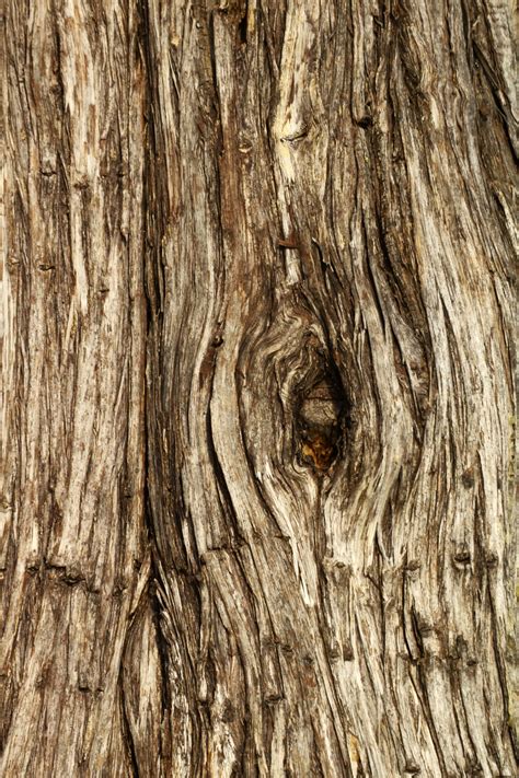 Tree Trunk Free Stock Photo Public Domain Pictures