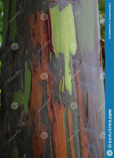 Close Up Of The Colorful Bark Of A Eucalyptus Deglupta