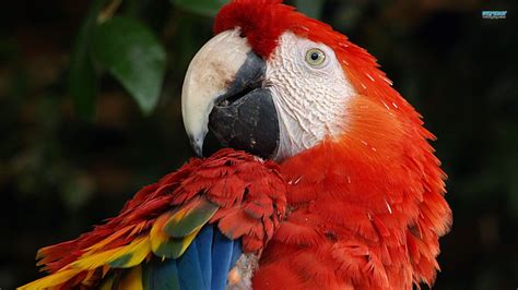 Birds Parrots Scarlet Macaws Macaw Wallpapers Hd Desktop And