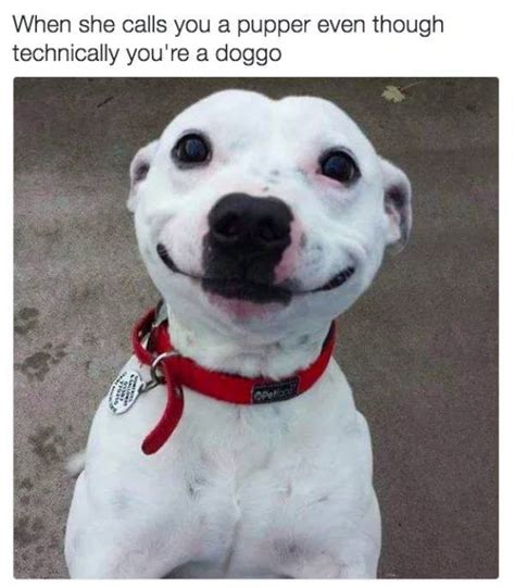 Woof Dog Memes 32 Pics