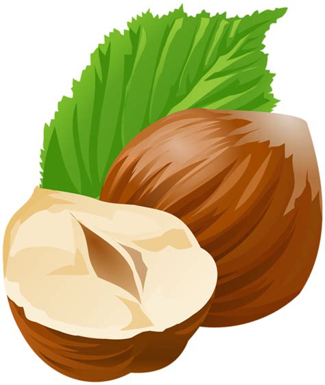 Hazelnut Png Transparent Image Download Size 506x600px