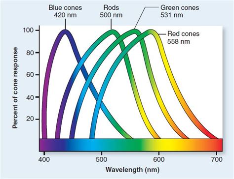 Absorption Wavelengths Each Photoreceptor Detects A Range Of
