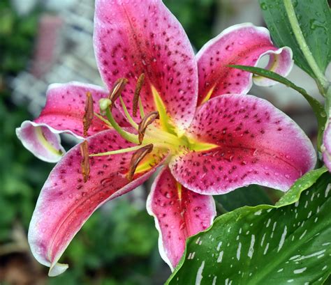 Stargazer Lily My Journey By Doris High