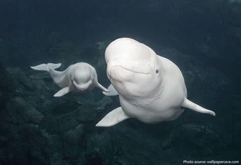 Interesting Facts About Beluga Whales Just Fun Facts