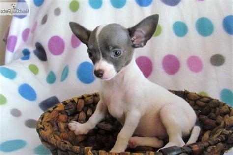Find chihuahua puppies and breeders in your area and helpful chihuahua information. Chihuahua Rescue Charlotte Nc | PETSIDI