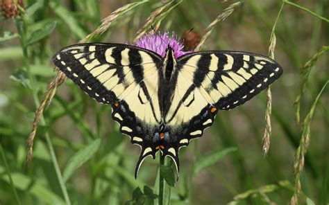 Canadian Tiger Swallowtail Papilio Canadensis Display Full Image