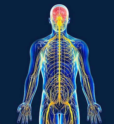 This article is about the nervous system diagram. The Structure Of The Human Nervous System Is Positive | Human nervous system, Nervous system, Nerve