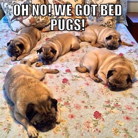 Pin By Patricia Sausen On Animal Funnies Pugs Funny Pugs Funny Meme