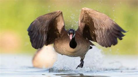 The Angry Goose 500px Canadian Goose Goose Angry