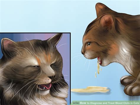 The result can be really serious. How to Diagnose and Treat Blood Clots in Cats: 11 Steps