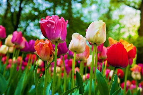 A La Búsqueda De Cosas Bonitas Educar Es Como Plantar Tulipanes