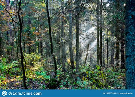 The Sun S Rays Break Through The Crowns Of Trees Stock Photo Image