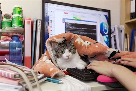 Japanese Office Cats Increase Productivity
